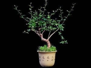 Commiphora - frankincense tree