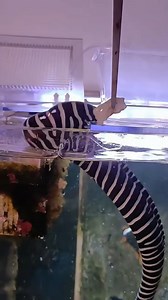 1.9M views · 8K reactions | The zebra moray is a species of marine fish in the family Muraenidae. It is the only member of the genus Gymnomuraena, though it sometimes has been included in Echidna instead. #marinelife #aquarium #reelsfacebook #fishfacts | Hendrix backyard TV | Facebook