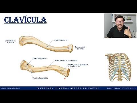 Clavícula - Esqueleto apendicular - Sistema esquelético - Anatomia direto ao ponto!