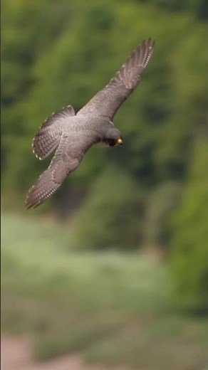 Peregrine Falcon 😱 #fact #falcon