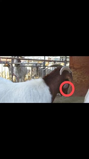 ■ *ABSCESSE* Abscesses in goats can be caused by a variety of things. The most common causes are a bacterium (Corynebacterium Pseudotuberculosis) a thorn breaking off or needles not alternated or cleaned properly before use in the skin or a tick breaking the skin of the animal. *SYMPTOMS* The abscess will show as a swelling and can appear in various places on the body. When the abscess is broken or intentionally opened, a thick yellowish green liquid will be released. *PREVENTION* Hygiene is a t