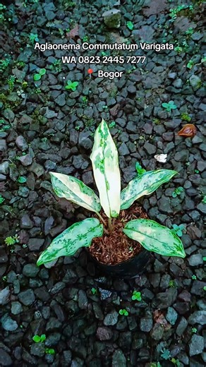 Aglaonema Commutatum Varigata #tanamanhias #variegatedplants #aglonema #aglonemaviral #plants