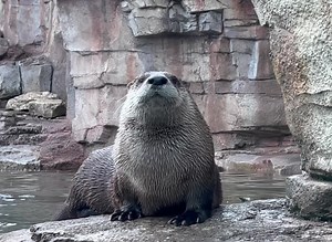 The otterly best greeters in town are swimming over to wish you a happy Monday! 🦦 The Zoo will be open today from 9:30 am to 4 pm. | Kansas City Zoo & Aquarium