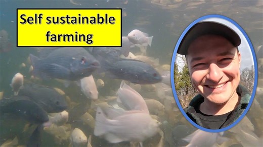 Self-Sustaining Hydroponics Farm with Tilapia | Aquaponics System Tour