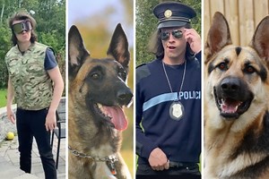 Hilarious Video Depicts the Differences Between a German Shepherd and Belgian Malinois