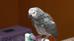 Dr. K's Exotic Animal ER: Season 6 Episode 10 A Reptile Dysfunction