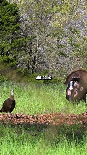 Don't over call turkeys