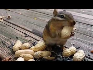 Chipmunks funny videos - YouTube