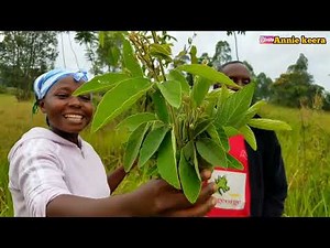 African Traditional Medicine//African Village Herbs//Manya Eddagala lyo#AfricanNyako #Acholipride