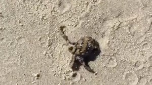 Fisherman miraculously survives bite from deadly blue-ringed octopus