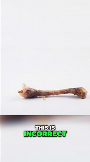 How Bird Bones Inspired the Future of Aviation