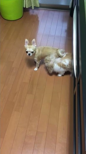 ウサギとイヌの交尾