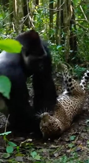 In confrontations, gorillas often seek a top position to restrict movement and assert dominance. 🦍