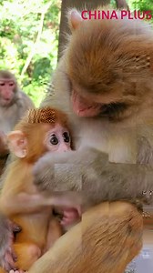 Monkey moms resemble human moms when taking care of their babies. | China Plus Culture