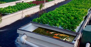 Aquaponics là gì? Mô hình trồng rau thủy canh Aquaponics | Hydroworks