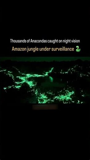 Thousands of Anacondas caught on night visionAmazon jungle under surveillance 😍😳