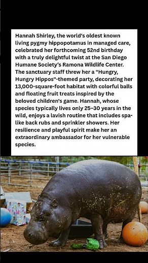 World's Oldest Hippo Gets "Hungry, Hungry Hippos" Party for 52nd Birthday! 🎉 #wildlife #facts