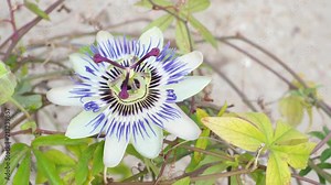 Blooming blue Passion Flower. Beautiful Passiflora Caerulea also known as Passion Flower