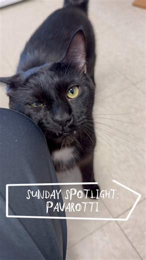 Sunday Spotlight: Pavarotti! We’re showing this guy some love again since he’s still up for adoption, come check him out in the front room today! . . . . . #adoptdontshop #thescratchingpostcincinnati #cats_of_instagram #rescuecatsarethebest #cincinnati #rescuecats #adopt #blackcat #voidcat | The Scratching Post Cat Shelter