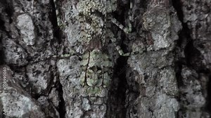 FLORIDA - 12.14.2023 - Close-up of a bark mantis camouflaged against a tree in a Florida forest.