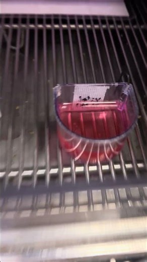 5. Treatment for Toko-chan, a silver Java sparrow