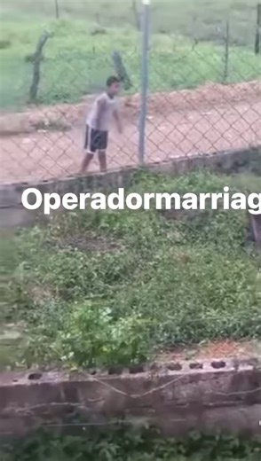 Understanding the Bichon Maltese Breed