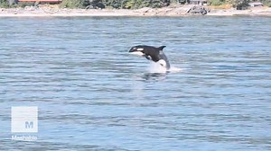 Watch a baby orca playfully pop out of the water