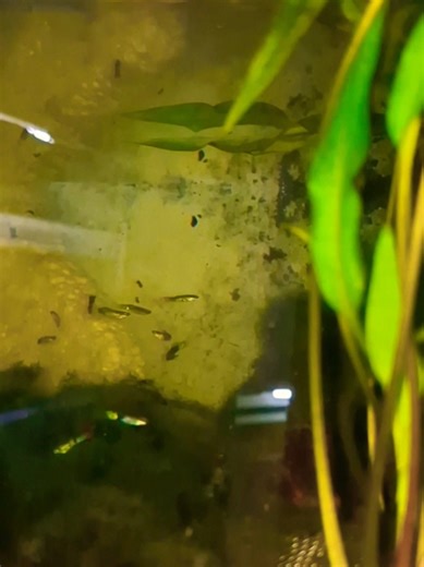 Cute Guppy Fish in Action 🐠 | Happy Guppy Fish Moments 🐟✨ #fish #fishtank