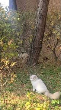 2025년 12월 07일 #랙돌 #랙돌산책 #산책 #cat #cute #하리 #고양이일상 #보리 #animals #하보리심즈 #아웃도어캣