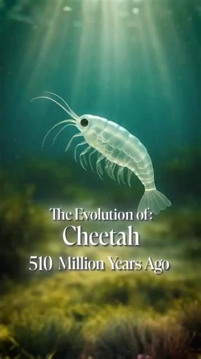 The Evolution of the Cheetah 👉 Subscribe for more evolution shorts! #animalfacts #evolution