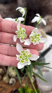 Double snowdrops!! Galanthus nivalis Flore Pleno 😍 Order bulbs of this beauty on dutch-bulbs.com (link in BIO) #galanthus #galanthusnivalis #snowdrops #perceneige #bucaneve #campanilladeinvierno #snežienky #snezenky #vintergækker #sneeuwklokjes #lumikellot #schneeglöckchen #hóvirág #snøklokker #przebiśniegi | DUTCH-BULBS.COM