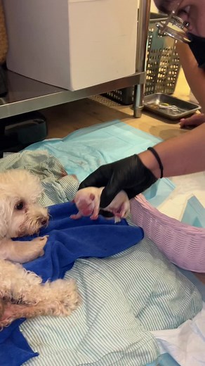 BELLA KUKU TANESIA on TikTok