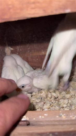 Parrots Breeding Tips: Nurturing Your Feathered Friends