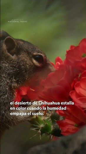 El color estalla en el Desierto de Chihuahua tras las tormentas 🌷 |ADÉNTRATE EN ALGO ASOMBROSO