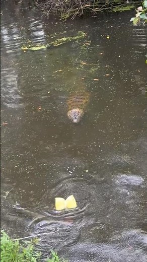 We caught a huge alligator.