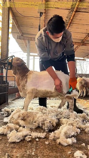 Shearing Sheep: Preserving Tradition and Preparing for New Growth