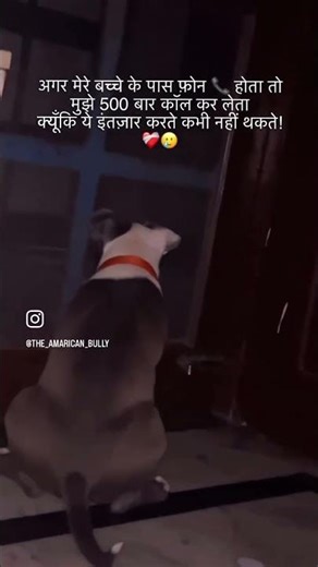 बेसब्री से इंतज़ार करता है हमेशा 🥹❤️‍🩹 #music #amaricanbully #roxy #viral #cute #pets