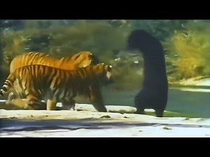 Asiatic Black Bear Fights 2 Bengal Tigers - Rare Wildlife Footage