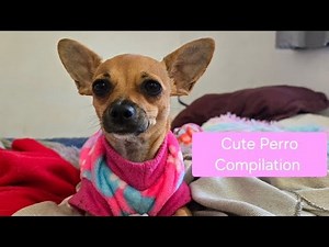 Ultimate Cute Dog Compilation, Prepare for Maximum Cuteness!