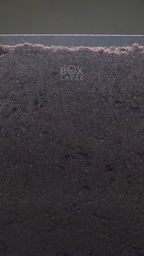 1.2M views · 6.9K reactions | Growing POTATO Time Lapse - 92 Days | Boxlapse | Facebook