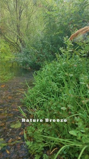 Beautiful 4K Forest Stream #shorts #4KNature #ForestStream #AmbientSounds