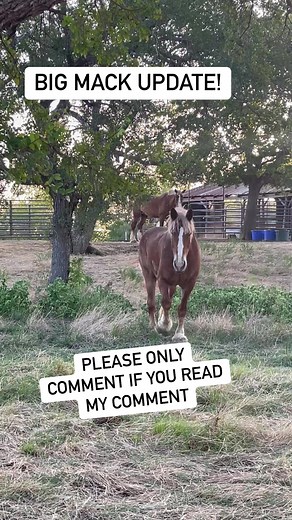 125K views · 5.4K reactions | As most of you know we took Mack to...