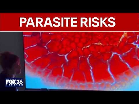 What to know about parasites: Risks, symptoms & testing