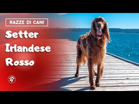 Setter Irlandese rosso: tutto quello che c’è da sapere