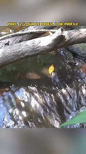 685K views · 6K reactions | Building an nice bamboo shelter in forest | Amazing Video | Facebook