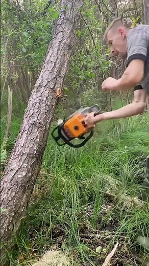 What Happens When a Chainsaw Gets Stuck in a Tree? 🤔🪵