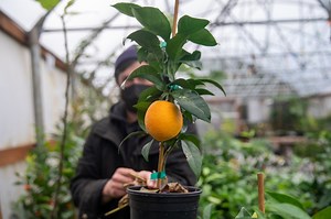 Yes, you can grow citrus in the Pacific Northwest. Here’s how to get started