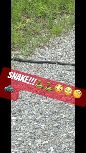 SNAKE CROSSING🐍🐍😳😳🎼🎼🛻🛻🧐🧐#offroad #wildlife #polaris #trails #adventure