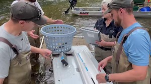 341K views · 2.3K reactions | Brown Trout Sampling: MDC staff have been out this week sampling brown trout on the Upper Current River to determine growth rates and fish densities. | Missouri Dept. of Conservation | Facebook