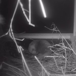 41K views · 2.5K reactions | We are over-the-top excited to welcome a red panda cub, born June 12, to mom, Dr. Erin and dad, Dash  The Animal Care Team reports that mom and cub spend most of their time together in the nesting box, where they will remain for the next 2-3 months. | Milwaukee County Zoo | Facebook